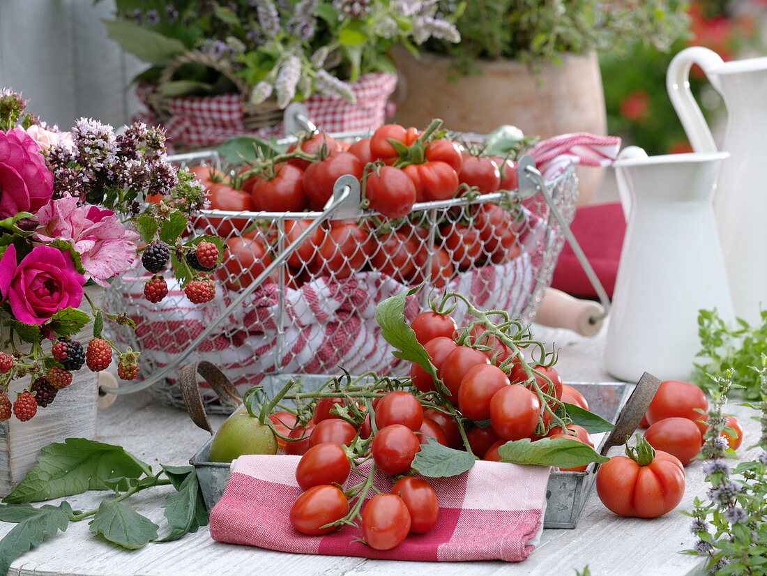 Basket with freshly harvested tomatoes (Lycopersicon)