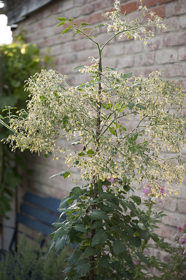 Blüte von gelber Tomate: 'Blumenstrauß' (Lycopersicon)