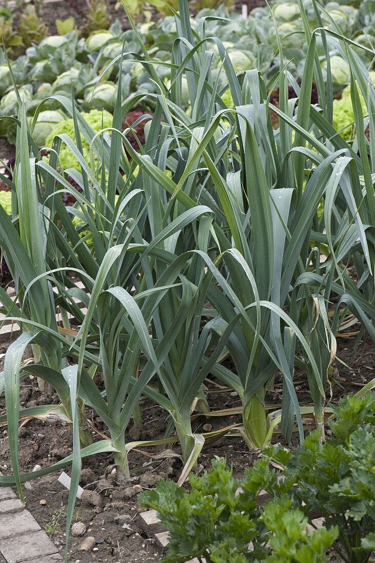 Vegetable patch with leek (Allium porrum)