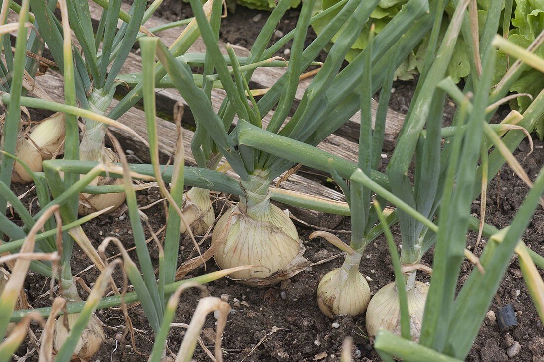 Bed with bulbs (Allium cepa)