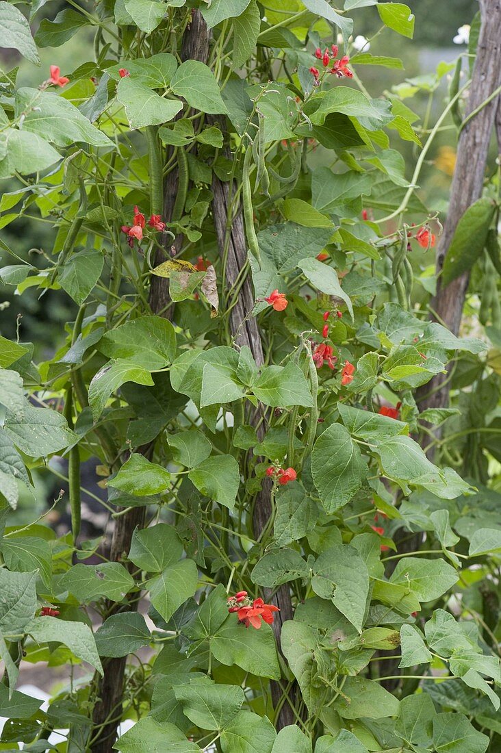 Feuerbohnen (Phaseolus vulgaris) an Bohnenstangen