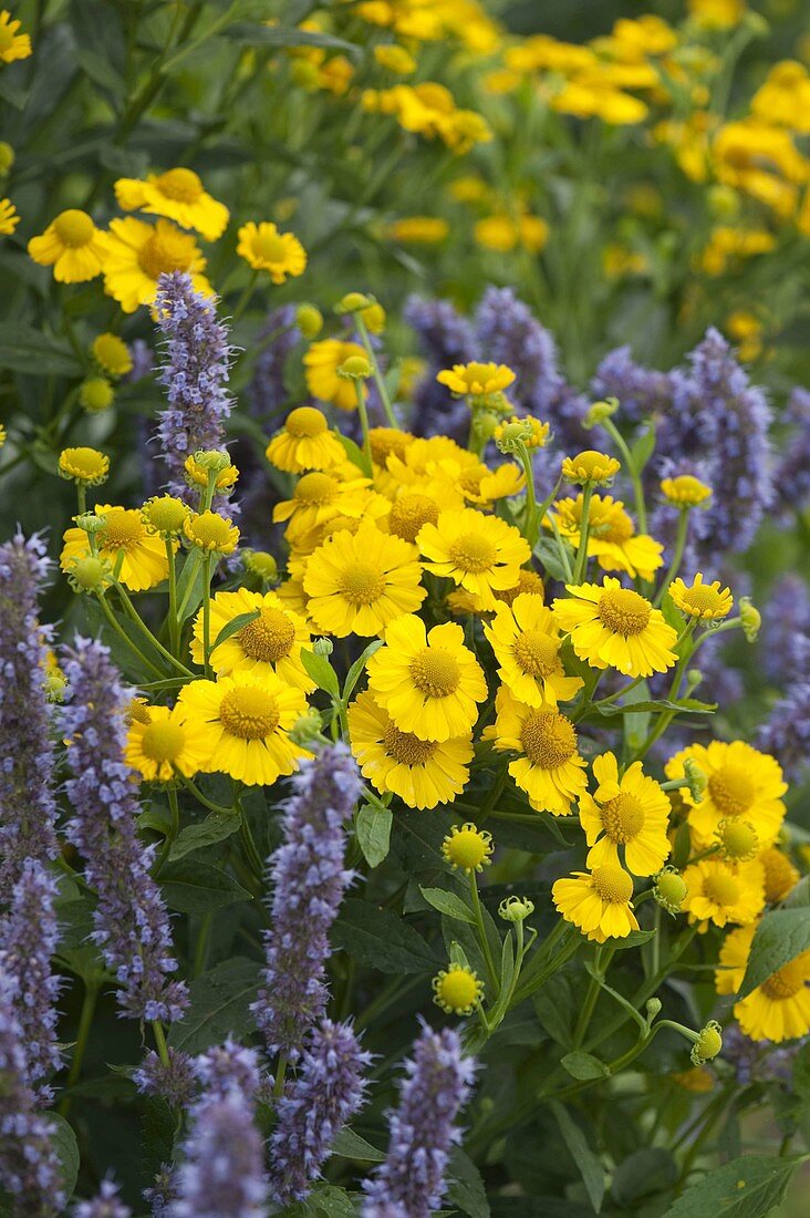 Helenium 'Kanaria' (Sunbane)