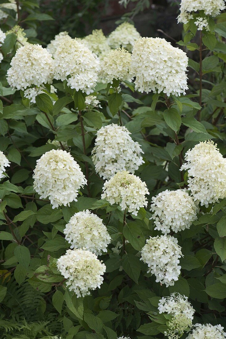 Hydrangea paniculata Grandiflora (Panicle Hydrangea)