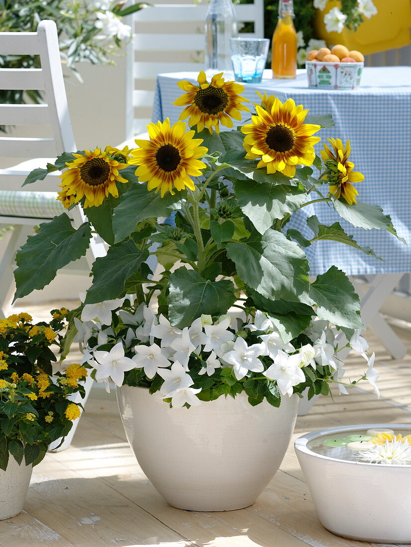 Weiß-gelber Sommerbalkon