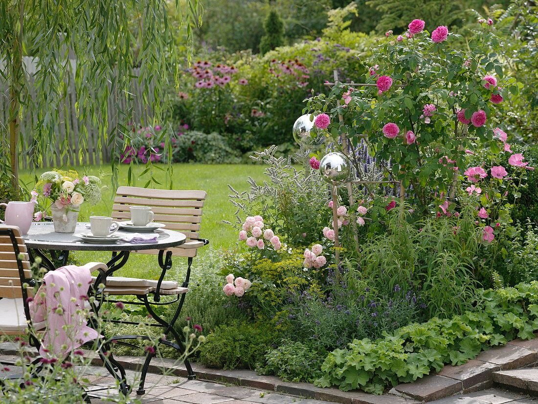 Rosa 'Gertrude Jekyll' (English scent rose), Rosa 'Clair'