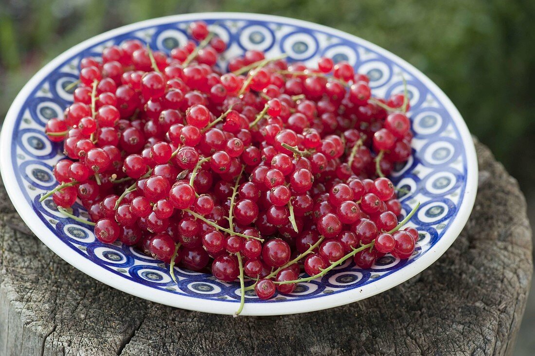 Frisch geerntete rote Johannisbeeren (Ribes)