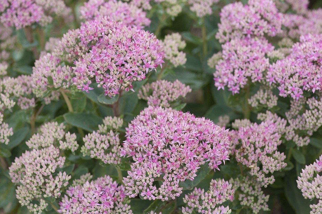 Sedum spectabile 'Carl' (Hohe Fetthenne)