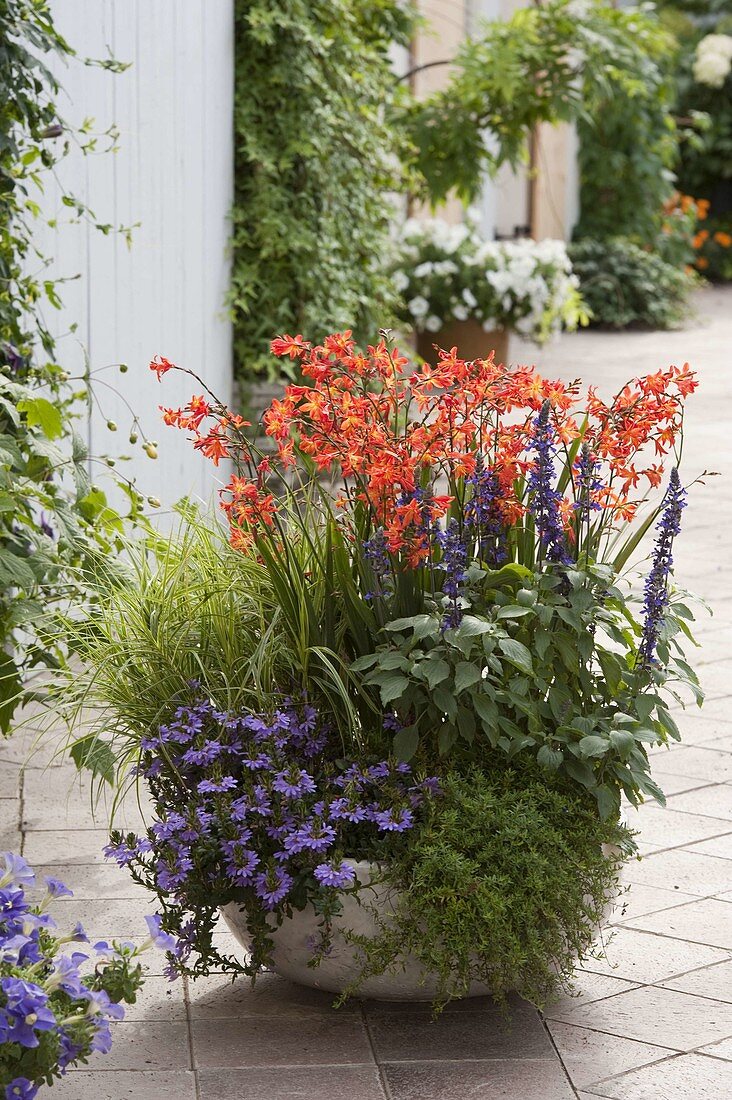 Bowl of Crocosmia crocosmiiflora 'Babylon' (Montbretia)