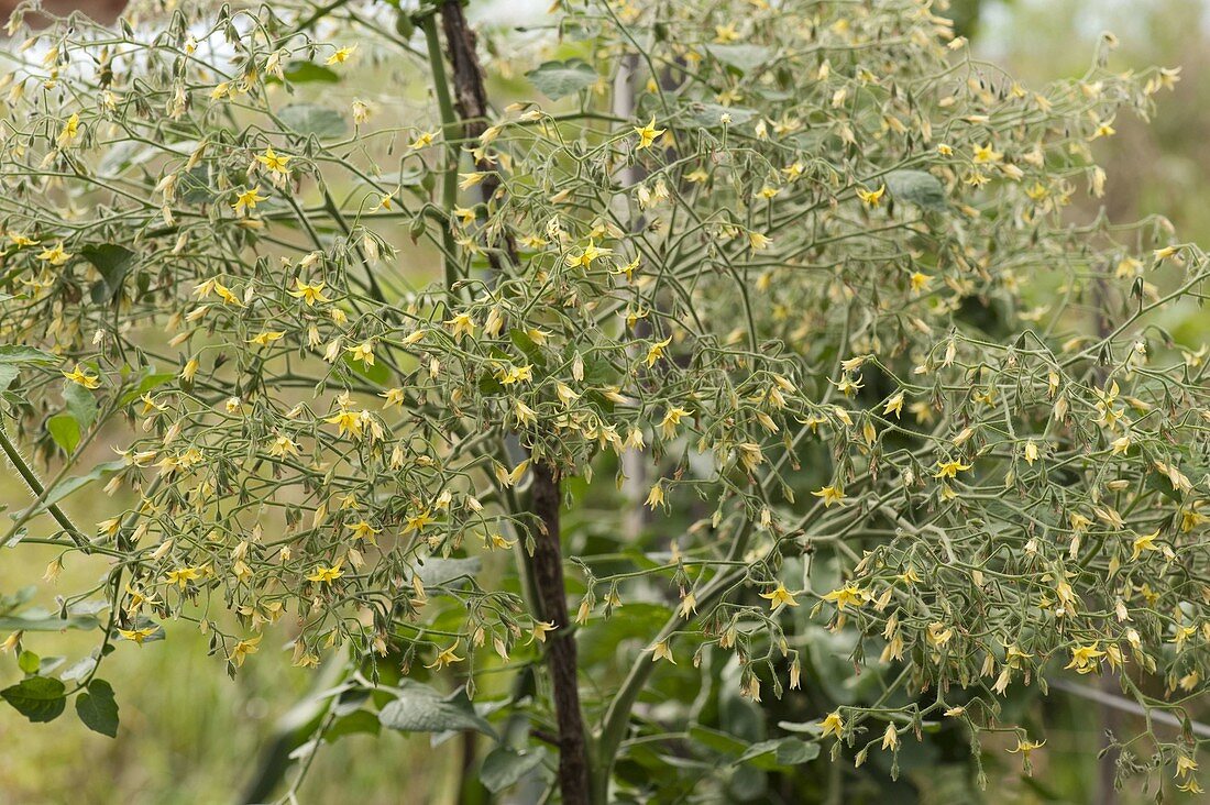 Blüte von gelber Tomate: 'Blumenstrauß' (Lycopersicon)