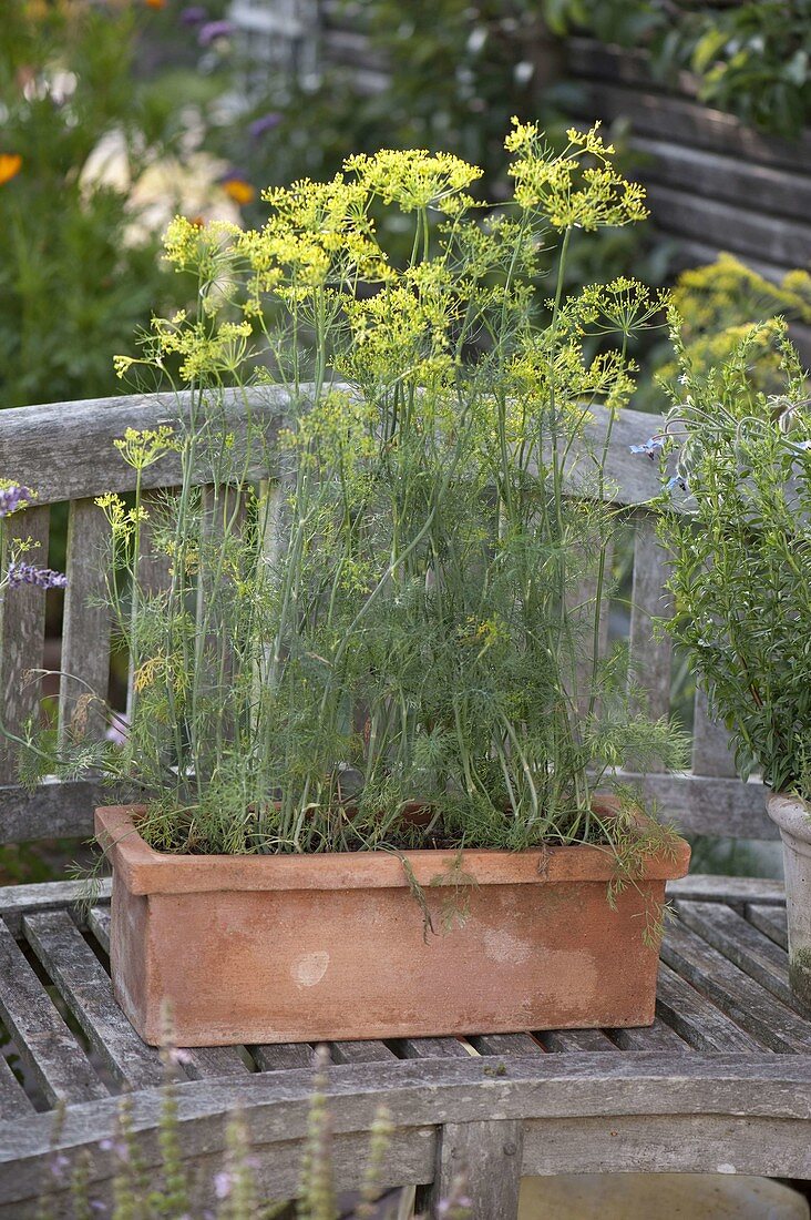 Dill (Anethum graveolens) in Terrakottakasten auf Holzbank