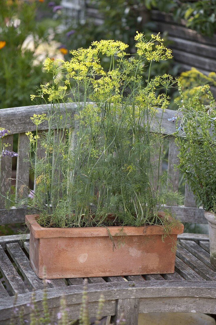 Dill (Anethum graveolens) in terracotta box on wooden bench