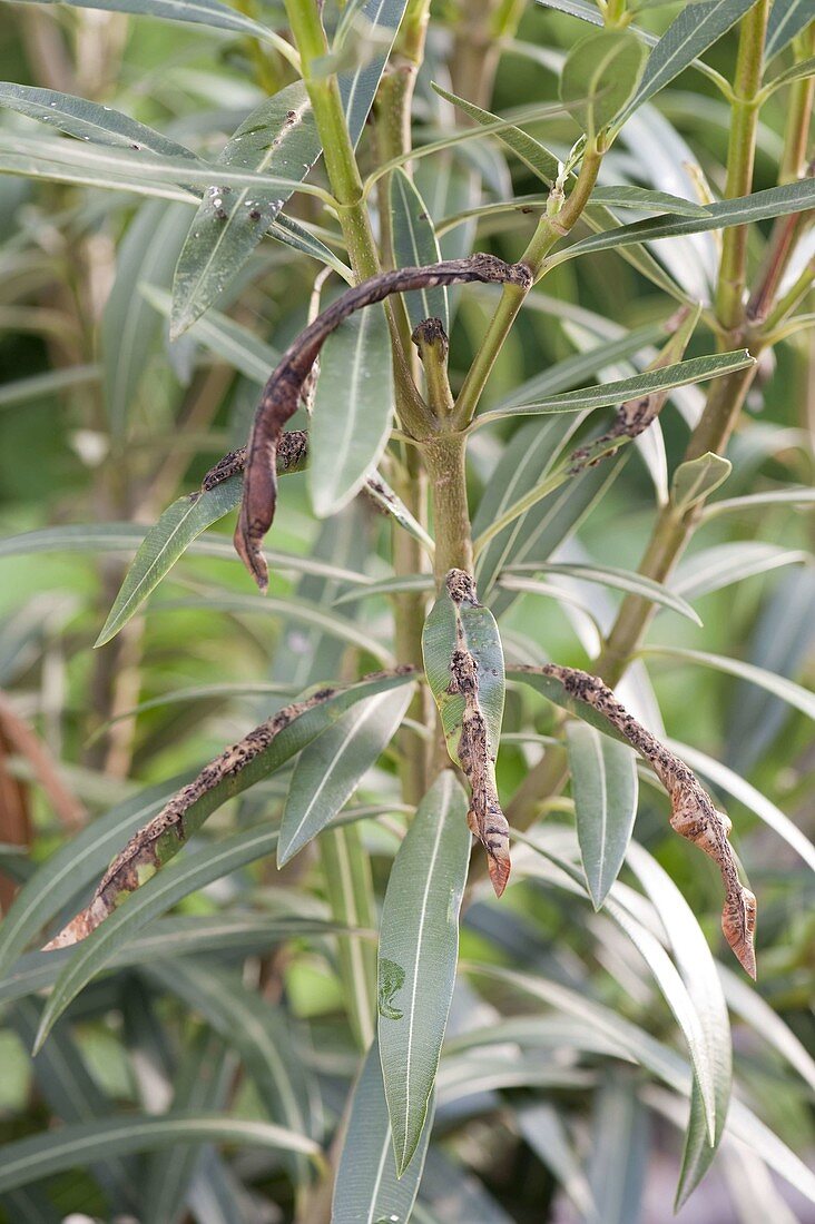 Oleander canker: cancerous growths and dark, torn areas