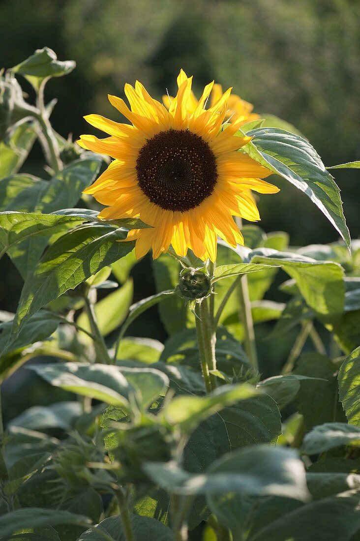 Helianthus annuus 'Pacino' (Sonnenblume)