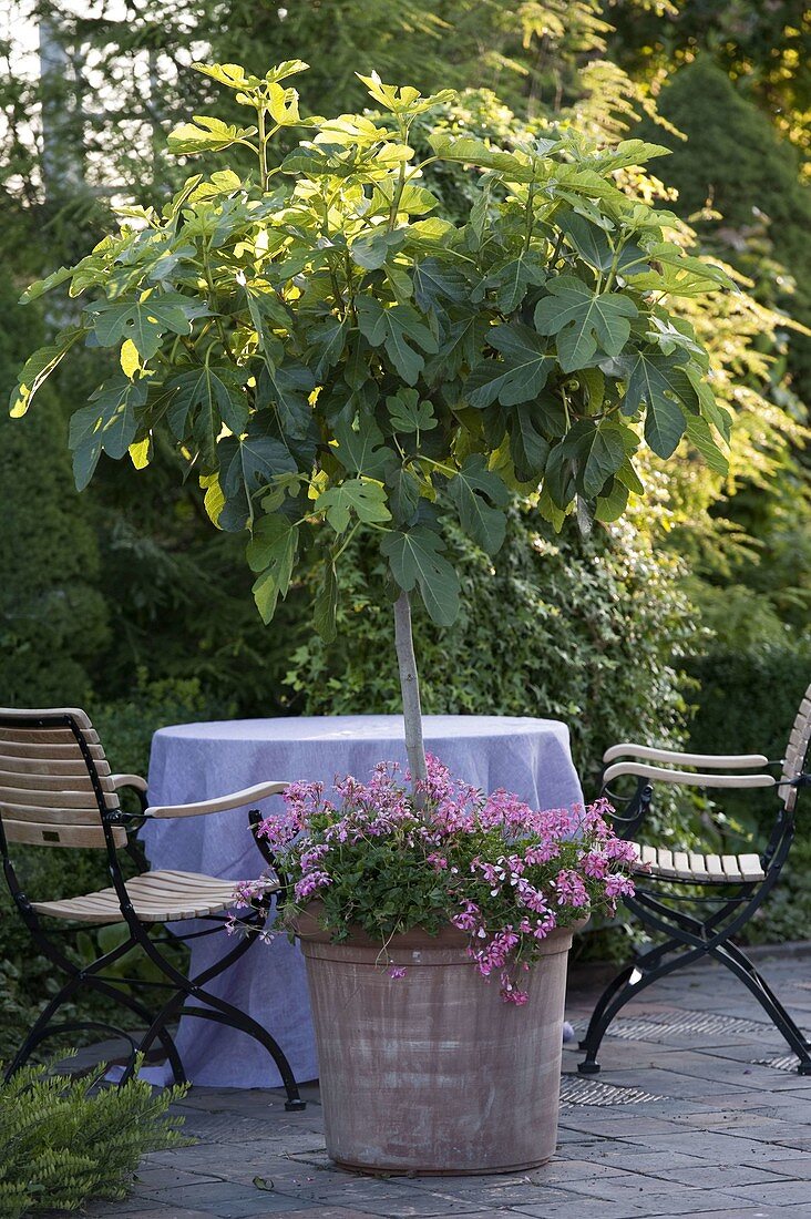 Ficus carica (Echte Feige), Stamm unterpflanzt mit Pelargonium (Geranien)