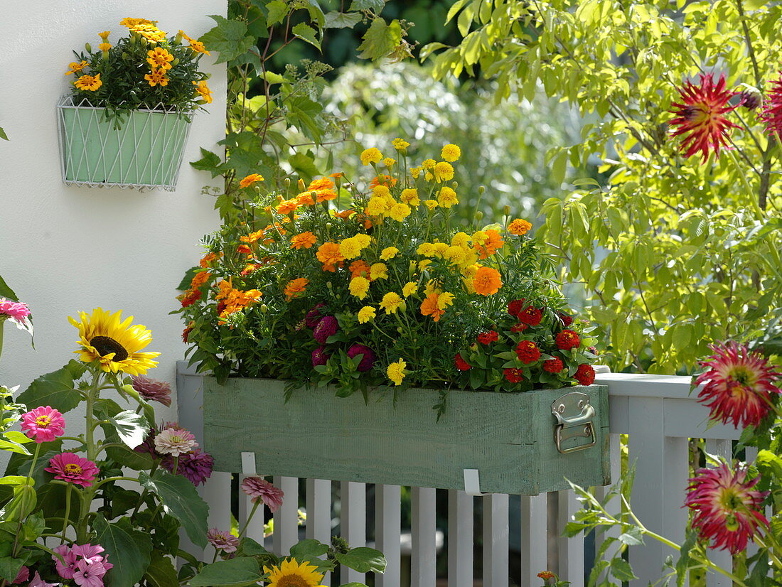 Summer flower balcony with yellow-red seed tray