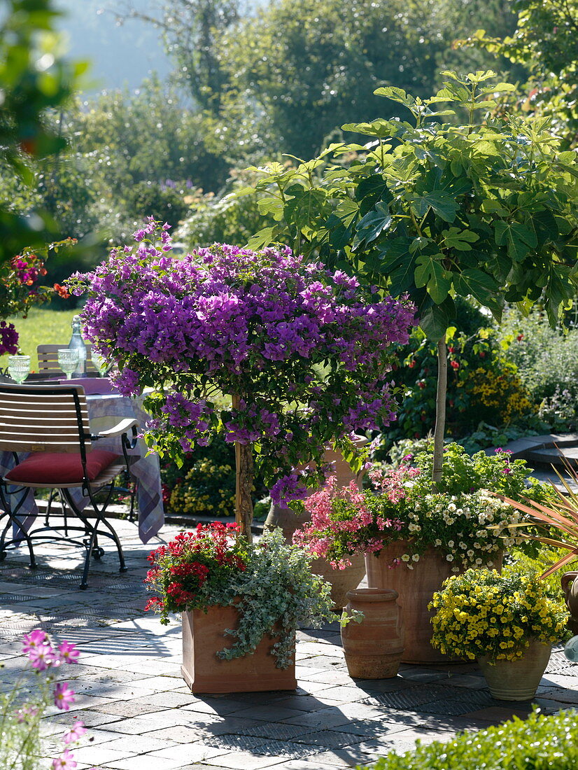 Mediterranean terrace with bougainvillea, Ficus carica