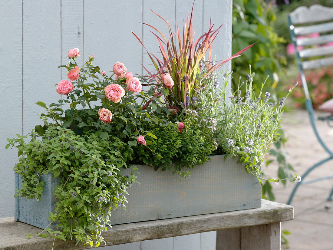 Herb box with rose and grass