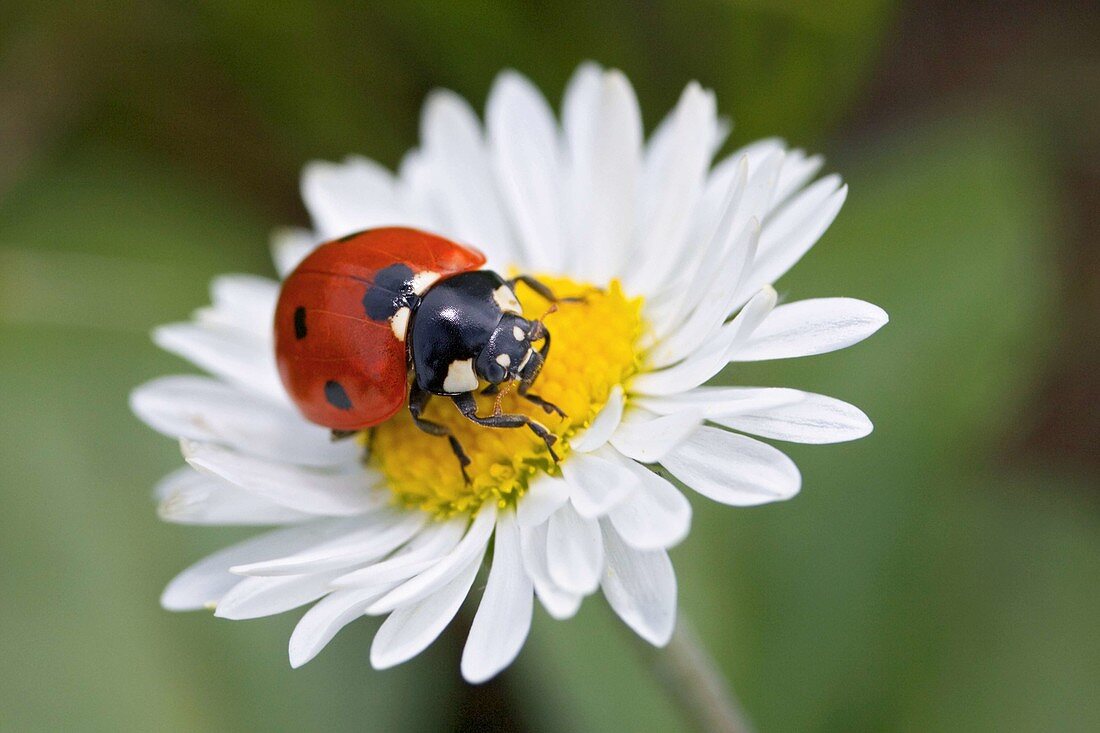 Ladybug on daisy, Germany Coccinella septempunctata