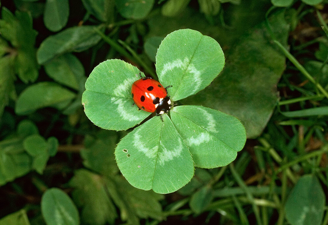 Ladybug on clover, Germany, Coccinella septempunctata