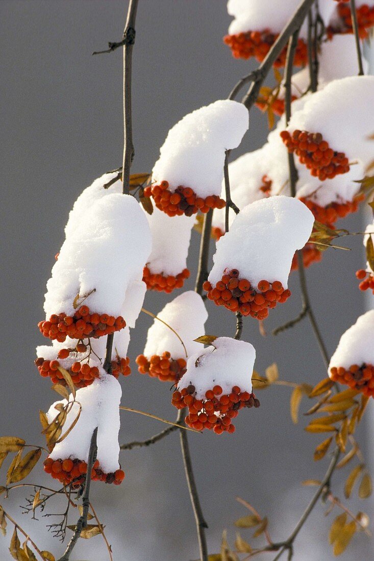Mountain ash fruit with snow (Sorbus aucuparia)