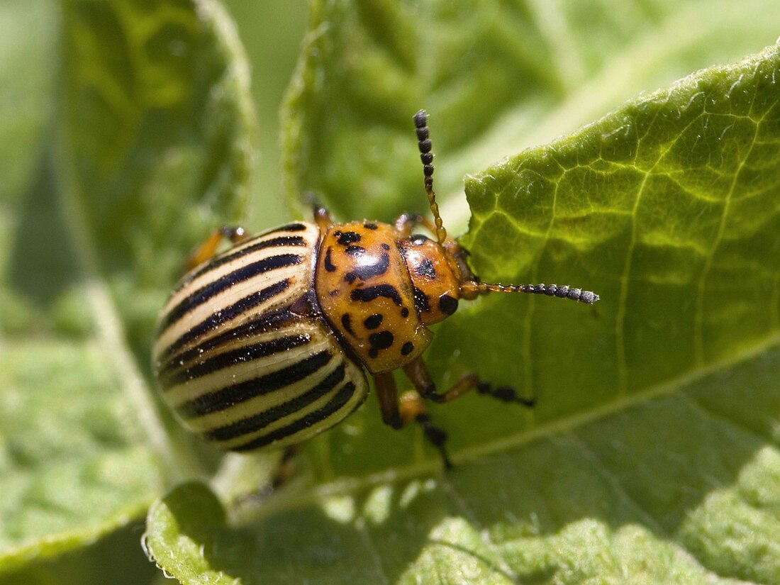 Potato beetle, Leptinotarsa decimlineata, Europe