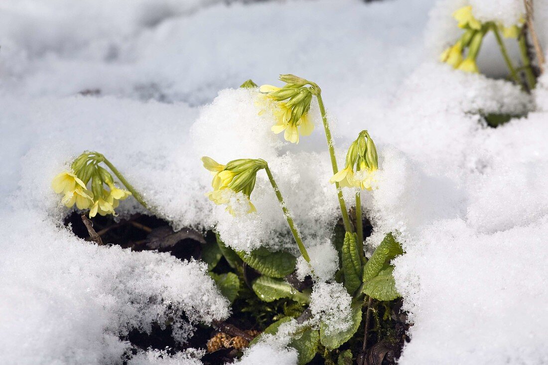 Schlüsselblumen im Schnee (Primula elatior), Deutschland