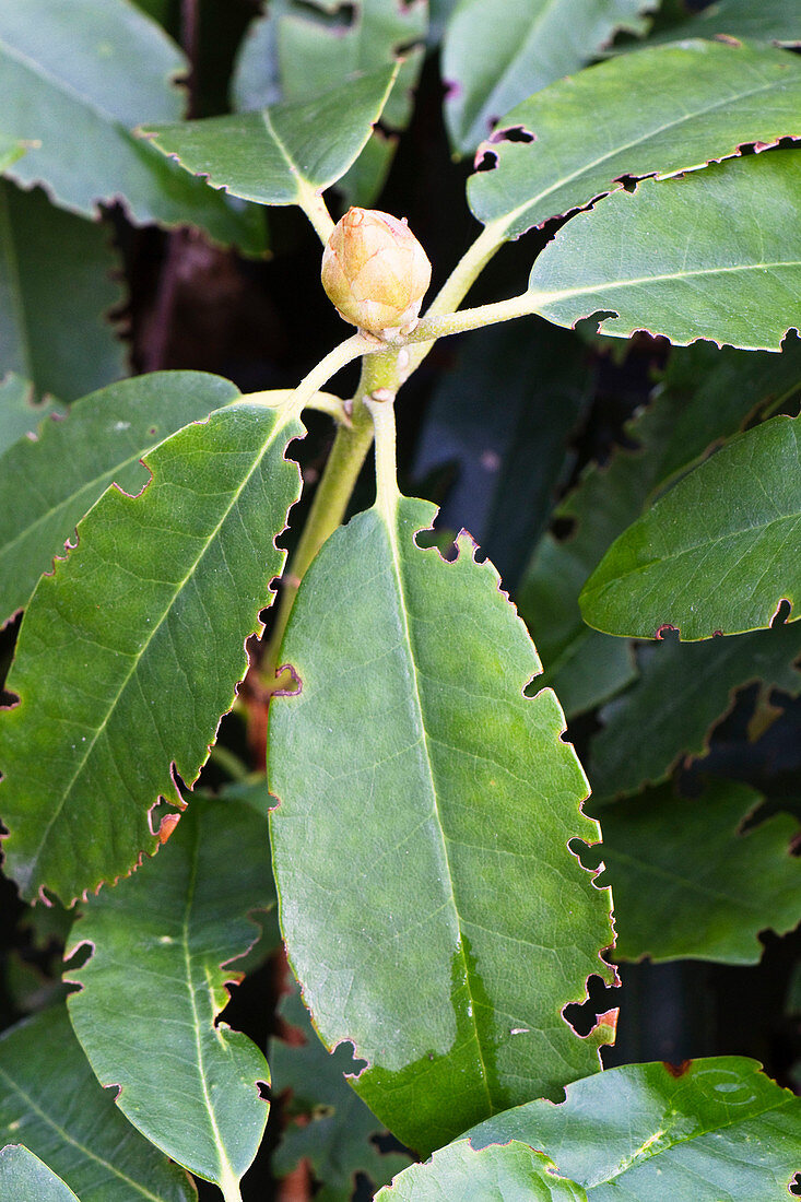 Feeding on rhododendrons by Otiorhynchus sulcatus, a weevil, Bavaria, Germany