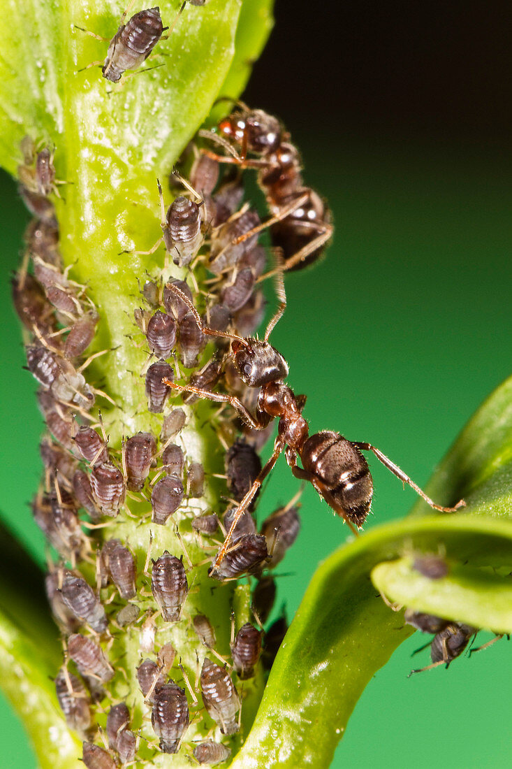 Aphids, Aphis spec., and ants, Bavaria, Germany