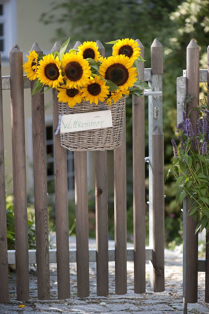 Sonnenblumen als Willkommensgruß am Gartentor