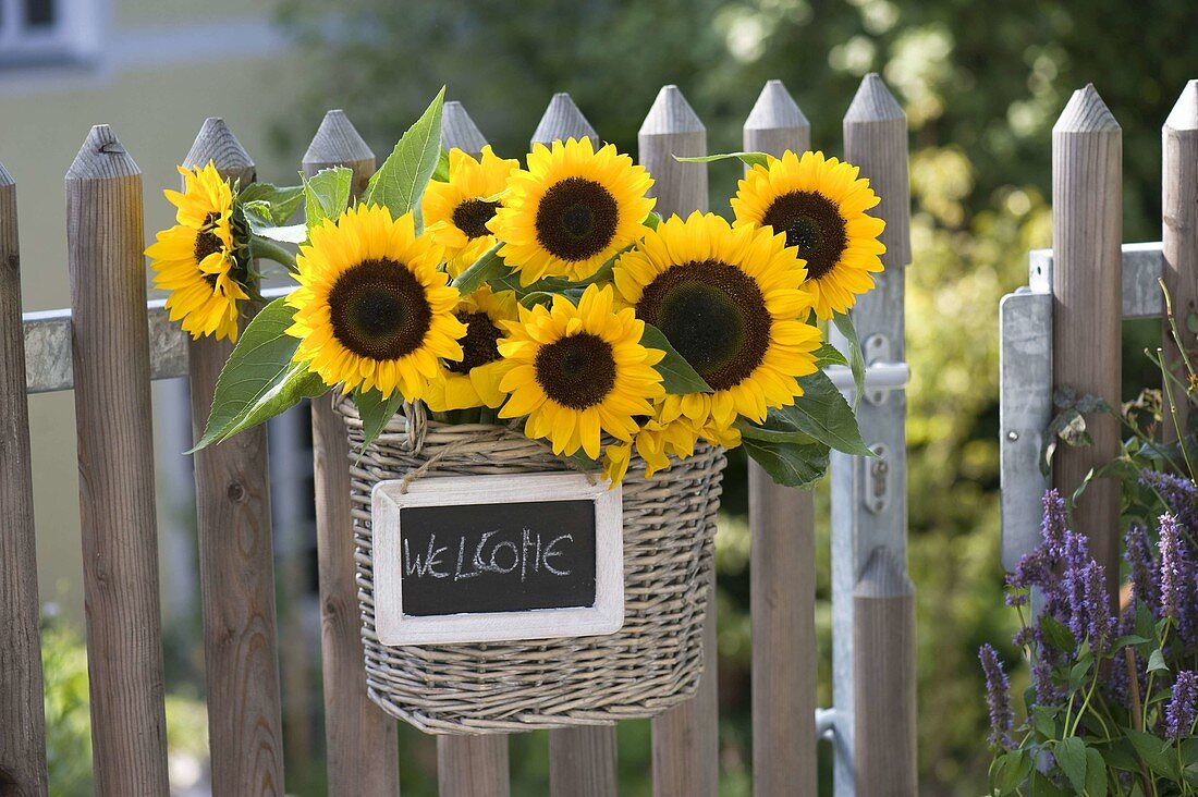 Sunflowers as a welcome at the garden gate