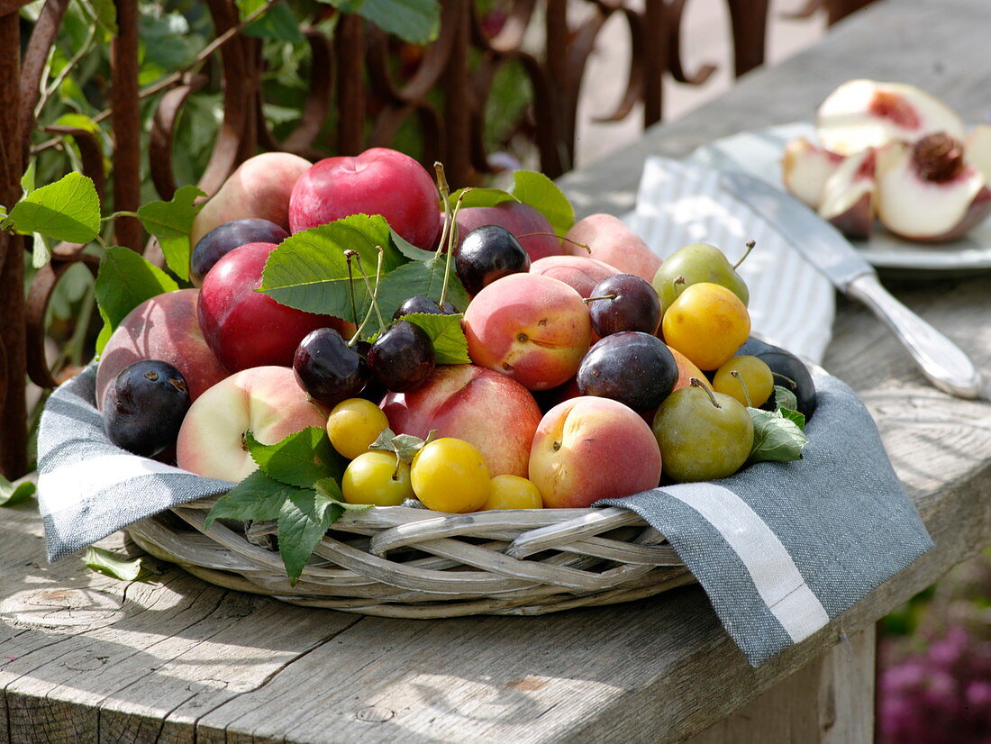 Basket of freshly picked summer foxes