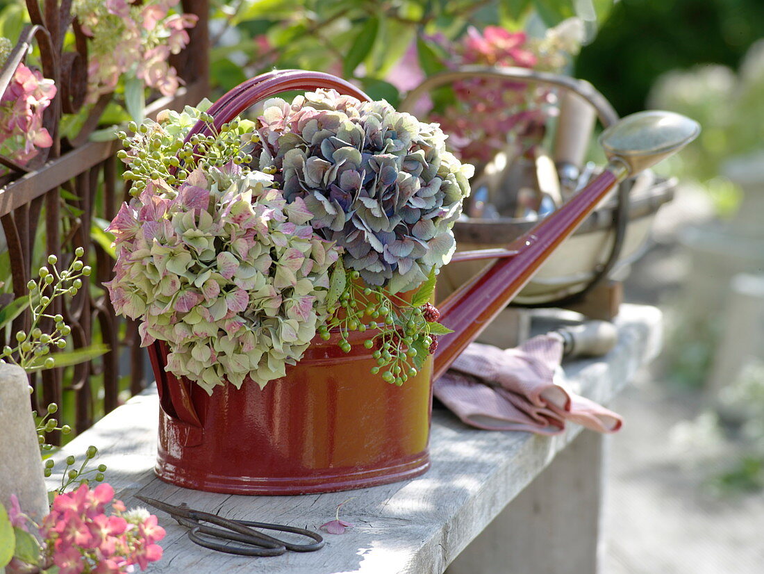 Hydrangea (Hydrangea), Rosa multiflora (mini rosehips)