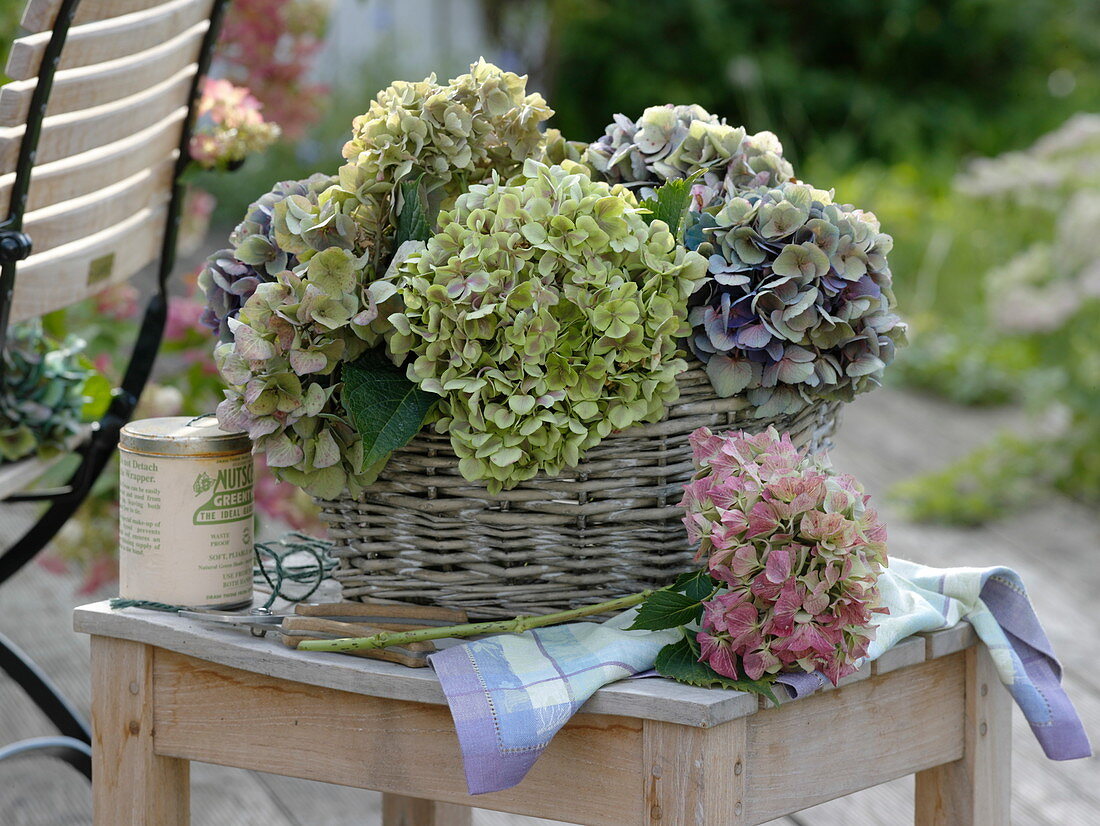 Hydrangea in the basket