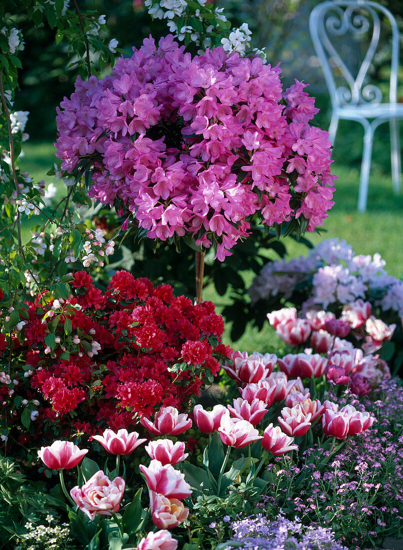 Rhododendron 'Red Jack', Japonica 'Blaauw's Pink' (Japanische Azalee)