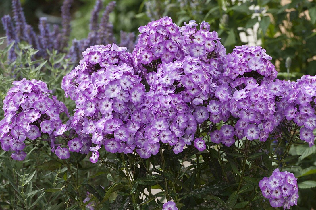 Phlox paniculata 'W. Kesselring' (Flammenblumen)