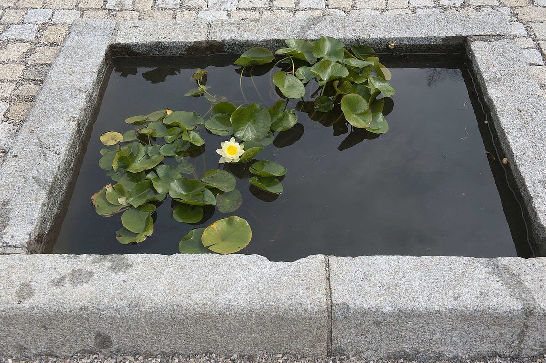 Nymphaea tetragona 'Alba' (dwarf water lily) in architectural pond basin