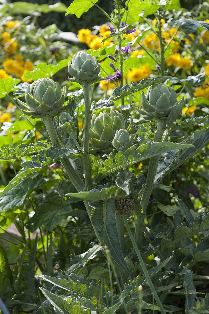 Artichoke (Cynara scolymus) in a bed