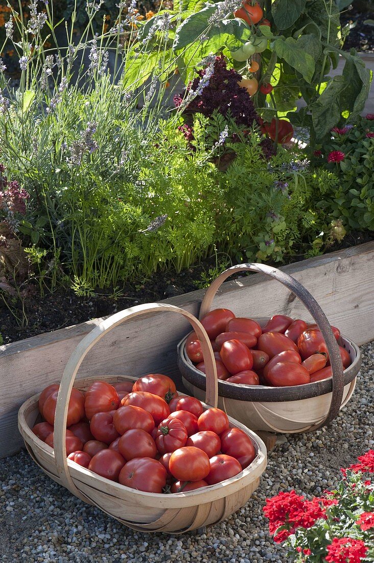 Baskets of freshly harvested tomatoes (Lycopersicon)