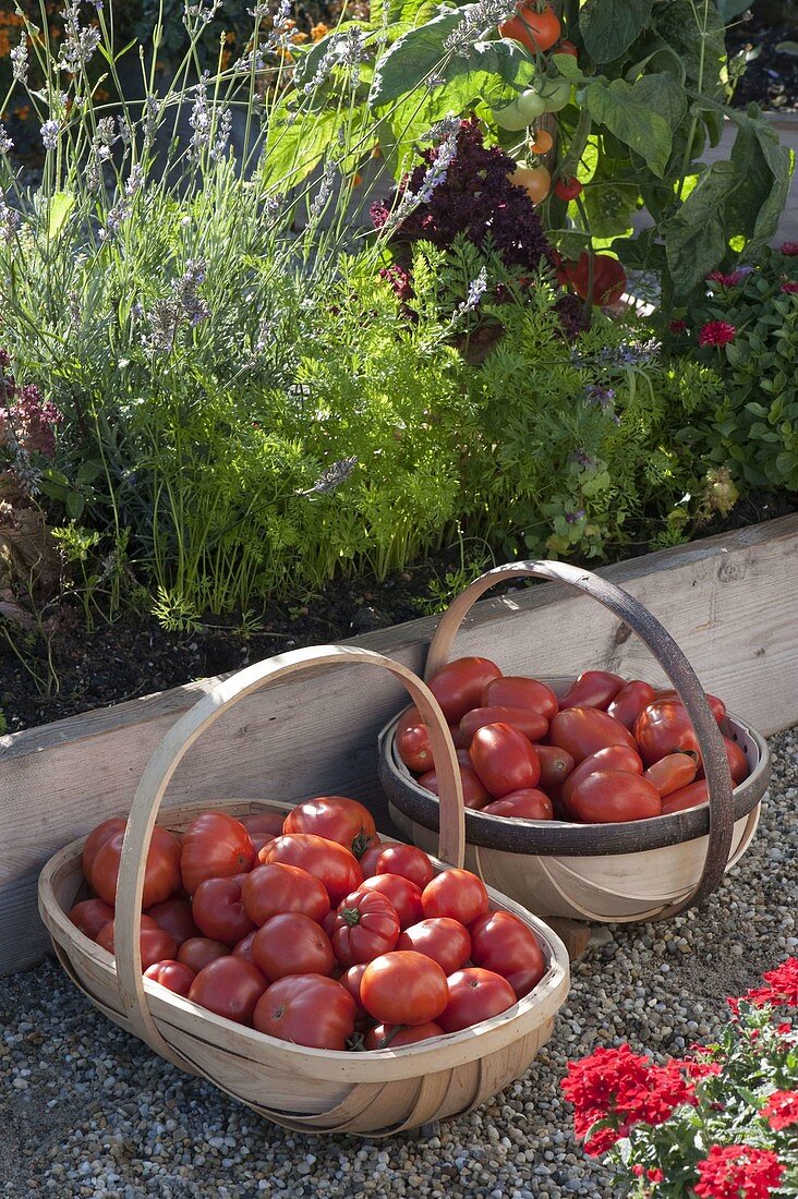 Körbe mit frisch geernteten Tomaten (Lycopersicon)