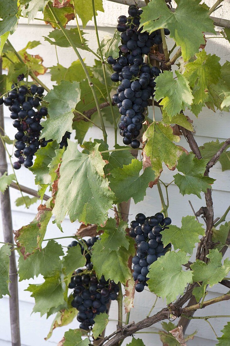 Table grape 'Muscat Bleu' (Vitis vinifera)