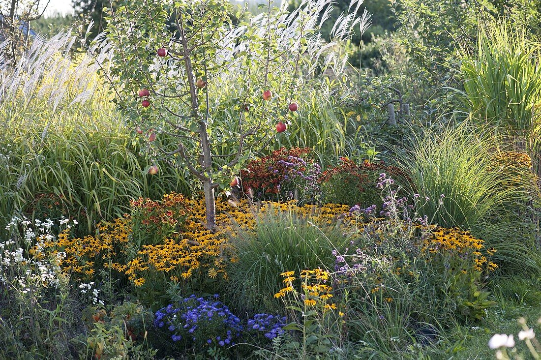 Apple tree 'Topaz', Rudbeckia fulgida 'Goldsturm'