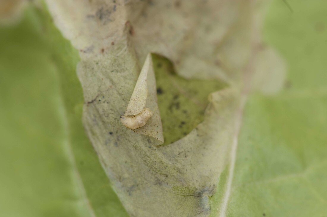 Feeding damage of leaf miner (Agromyzidae) on chard leaf (Beta)