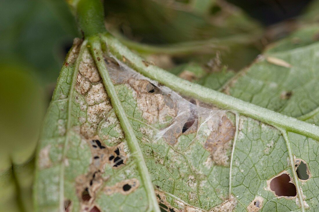 Pitting and webs of caterpillars on bean leaf (Phaseolus)