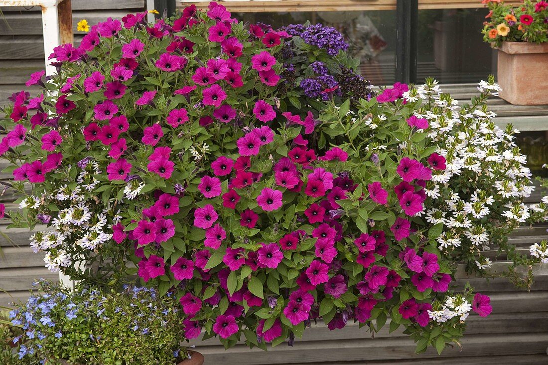 Petunia Bingo 'Purple' (Petunias), Scaevola 'Crystal Improved' (Scaevola)