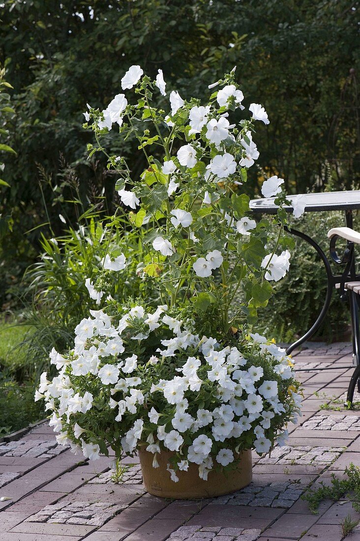 Petunia Bingo 'White' (petunias), Lavatera trimestris 'Mont Blanc' (lavender)