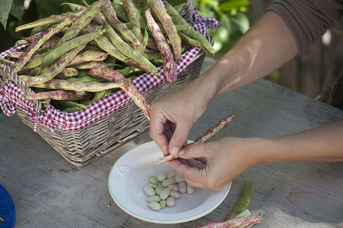 Freshly harvested grain bean 'Red Lapwing Bean' (Phaseolus vulgaris)