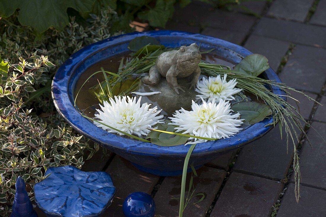 Frosch auf Kugel mit weißen Blüten von Dahlia (Dahlien)