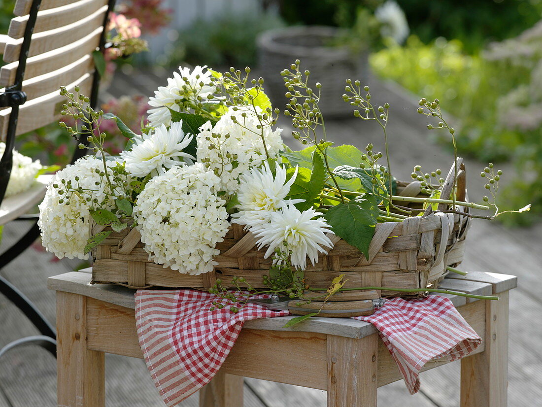 Freshly cut white Dahlia (dahlias), Hydrangea arborescens