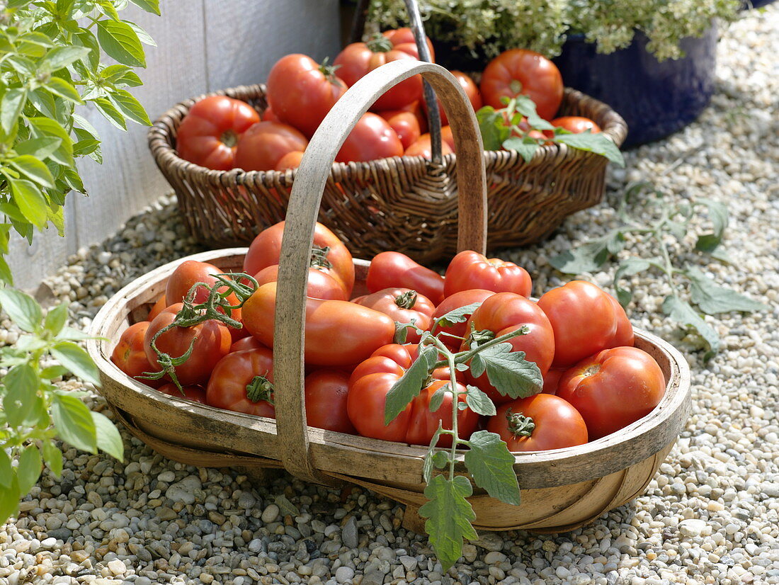 Baskets of freshly harvested tomatoes (Lycopersicon)