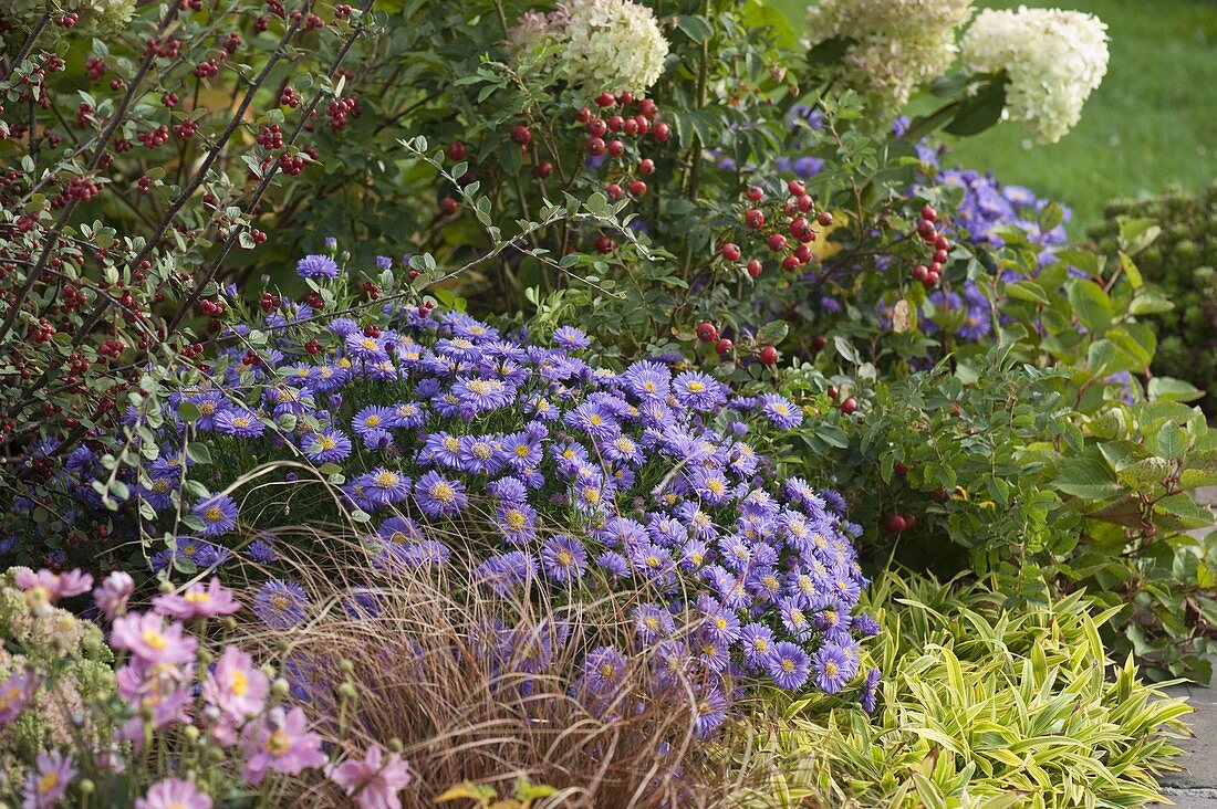 Aster dumosus 'Sapphire' (cushion aster), Cotoneaster franchetii (dwarf loquat)